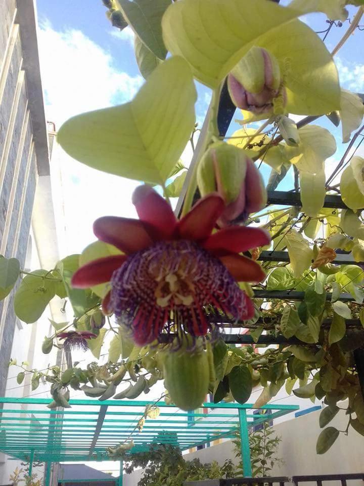 Riad Passiflora Φεζ Δωμάτιο φωτογραφία